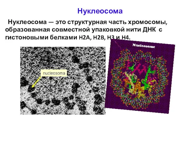 Нуклеосома — это структурная часть хромосомы, образованная совместной упаковкой нити