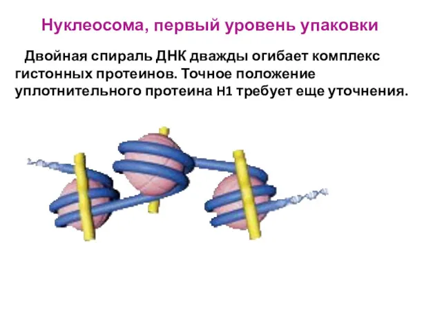 Двойная спираль ДНК дважды огибает комплекс гистонных протеинов. Точное положение