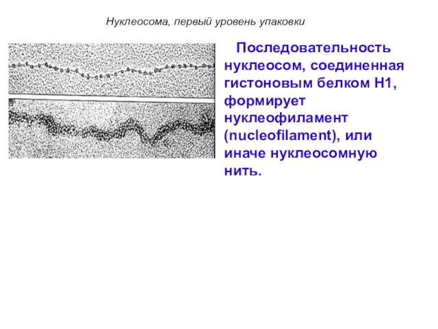 Последовательность нуклеосом, соединенная гистоновым белком H1, формирует нуклеофиламент (nucleofilament), или