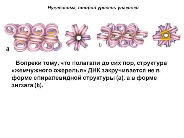 Нуклеосома, второй уровень упаковки Вопреки тому, что полагали до сих