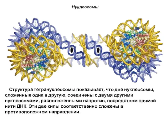 Нуклеосомы Структура тетрануклеосомы показывает, что две нуклеосомы, сложенные одна в