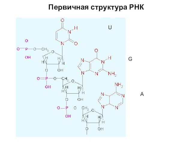 Первичная структура РНК U G A