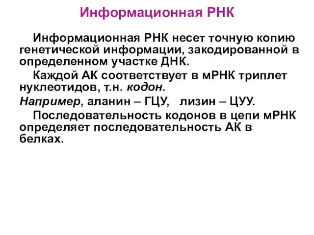 Информационная РНК Информационная РНК несет точную копию генетической информации, закодированной