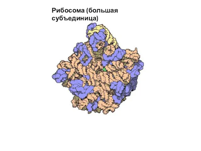 Рибосома (большая субъединица)