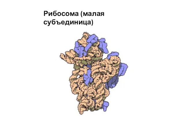 Рибосома (малая субъединица)