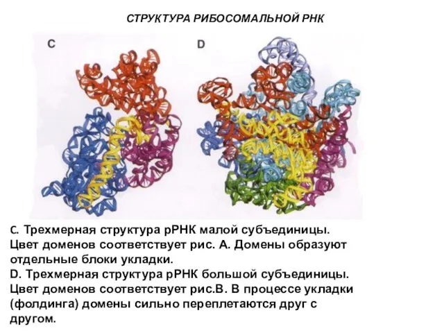 СТРУКТУРА РИБОСОМАЛЬНОЙ РНК C. Трехмерная структура рРНК малой субъединицы. Цвет