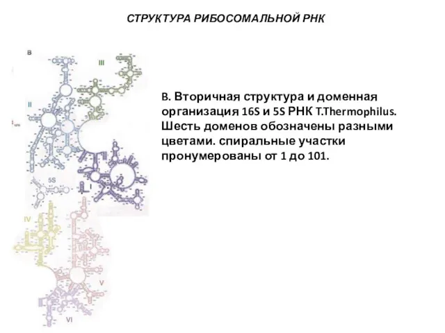 СТРУКТУРА РИБОСОМАЛЬНОЙ РНК B. Вторичная структура и доменная организация 16S
