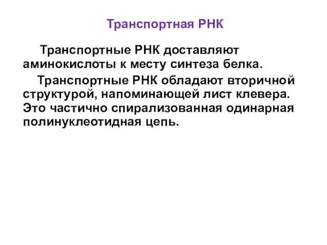 Транспортная РНК Транспортные РНК доставляют аминокислоты к месту синтеза белка.