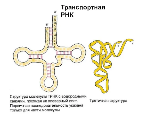 Транспортная РНК