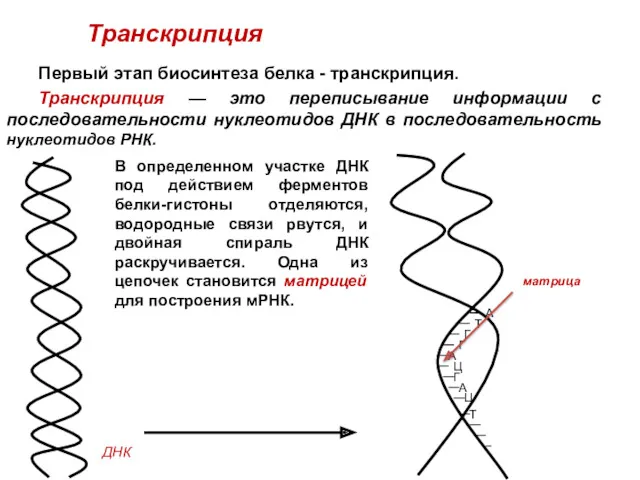 Транскрипция Первый этап биосинтеза белка - транскрипция. Транскрипция — это