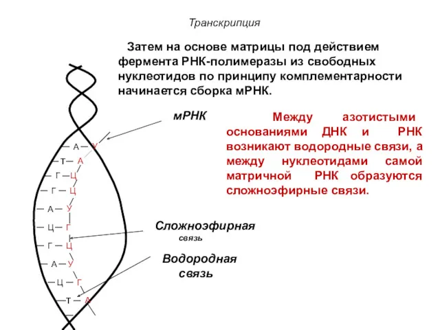 А Т Г Г А Ц Г А Ц Т