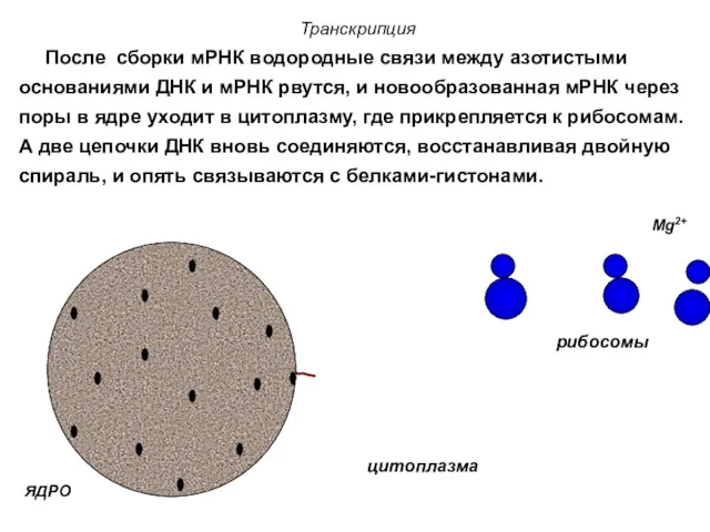 мРНК После сборки мРНК водородные связи между азотистыми основаниями ДНК