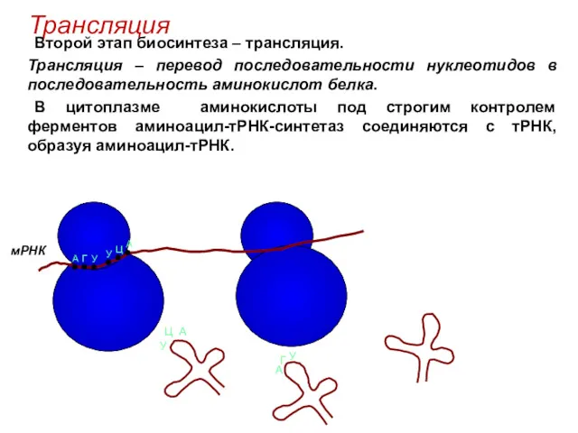 Трансляция Второй этап биосинтеза – трансляция. Трансляция – перевод последовательности