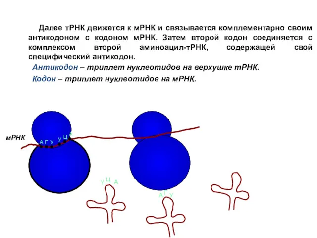 Далее тРНК движется к мРНК и связывается комплементарно своим антикодоном