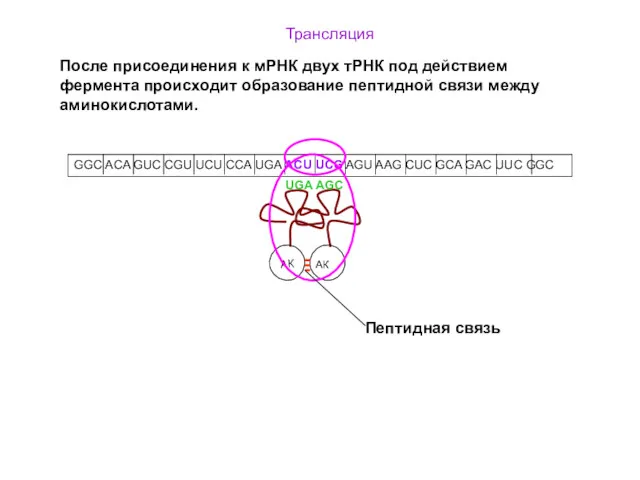 GGC ACA GUC CGU UCU CCA UGA ACU UCG AGU