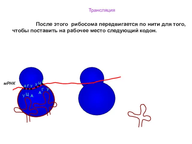 Трансляция После этого рибосома передвигается по нити для того, чтобы