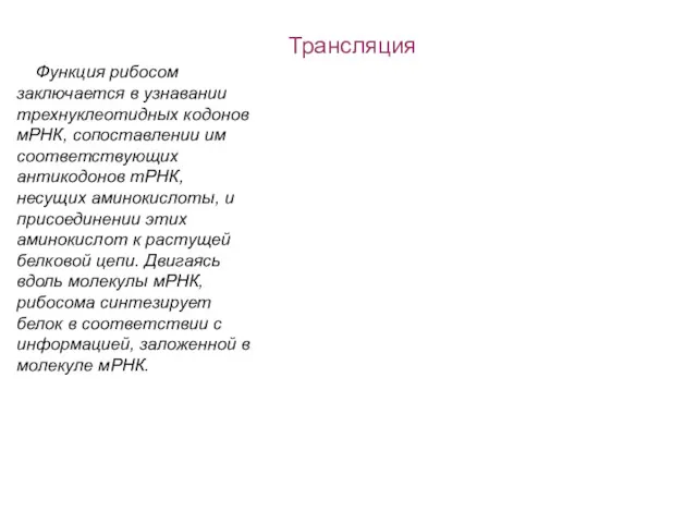 Трансляция Функция рибосом заключается в узнавании трехнуклеотидных кодонов мРНК, сопоставлении