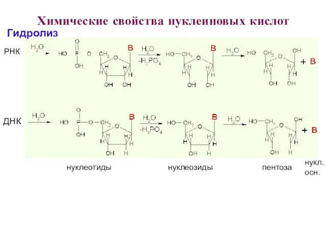 Химические свойства нуклеиновых кислот РНК ДНК нуклеотиды нуклеозиды пентоза нукл. осн. Гидролиз