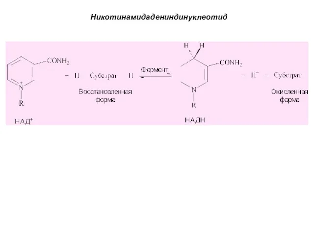 Никотинамидадениндинуклеотид