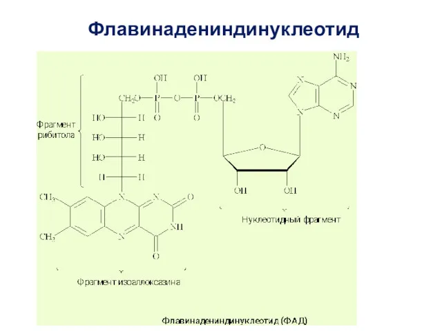 Флавинадениндинуклеотид