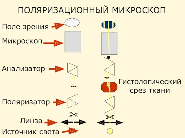 ПОЛЯРИЗАЦИОННЫЙ МИКРОСКОП Поле зрения Микроскоп Анализатор Поляризатор Линза Гистологический срез ткани Источник света