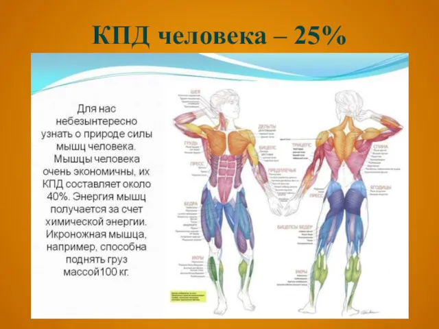 КПД человека – 25%