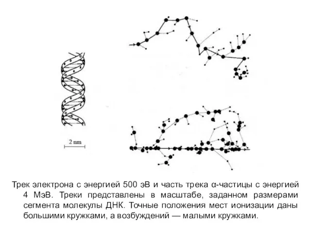 Трек электрона с энергией 500 эВ и часть трека α-частицы