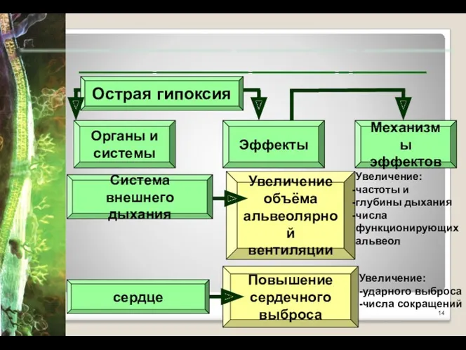 ________ __________ _________ _ ________ Острая гипоксия Увеличение объёма альвеолярной вентиляции Повышение сердечного