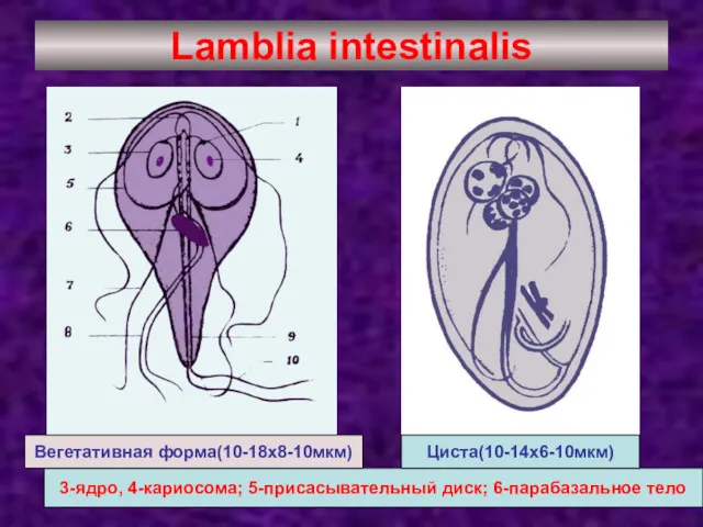 Lamblia intestinalis 3-ядро, 4-кариосома; 5-присасывательный диск; 6-парабазальное тело Вегетативная форма(10-18х8-10мкм) Циста(10-14х6-10мкм)