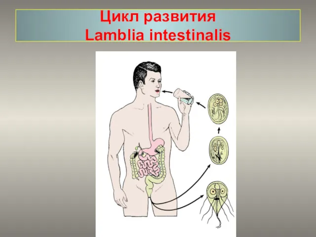 Цикл развития Lamblia intestinalis
