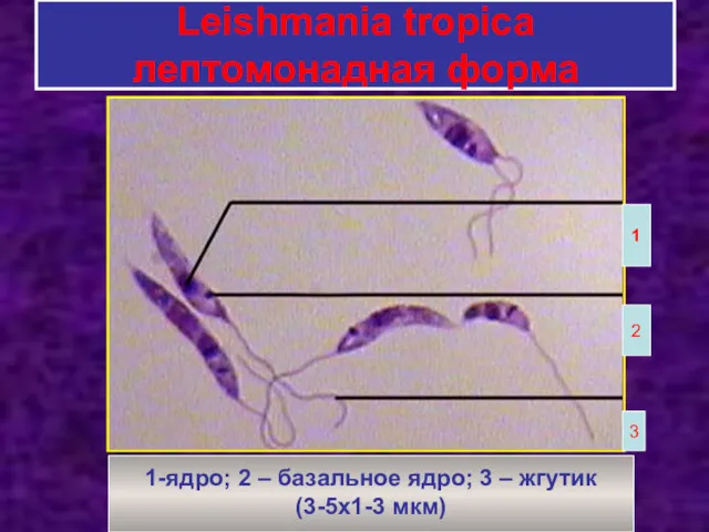 Leishmania tropica лептомонадная форма 1 2 3 1-ядро; 2 –