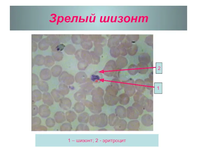 Зрелый шизонт 2 1 1 – шизонт; 2 - эритроцит