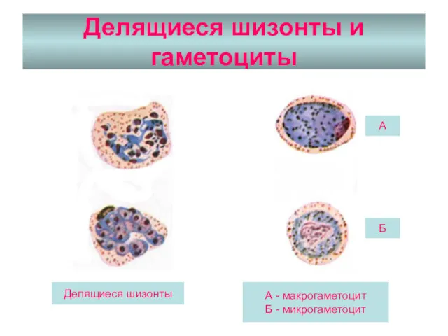 Делящиеся шизонты и гаметоциты Делящиеся шизонты А - макрогаметоцит Б - микрогаметоцит А Б