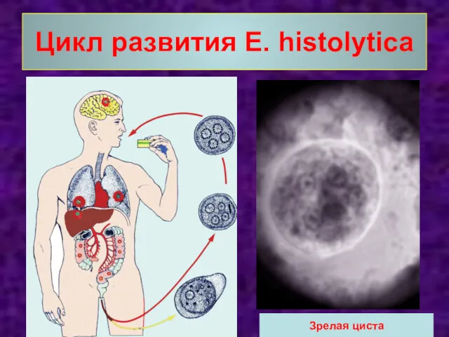 Цикл развития E. histolytica Зрелая циста