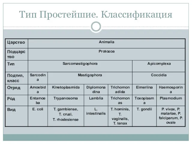 Тип Простейшие. Классификация