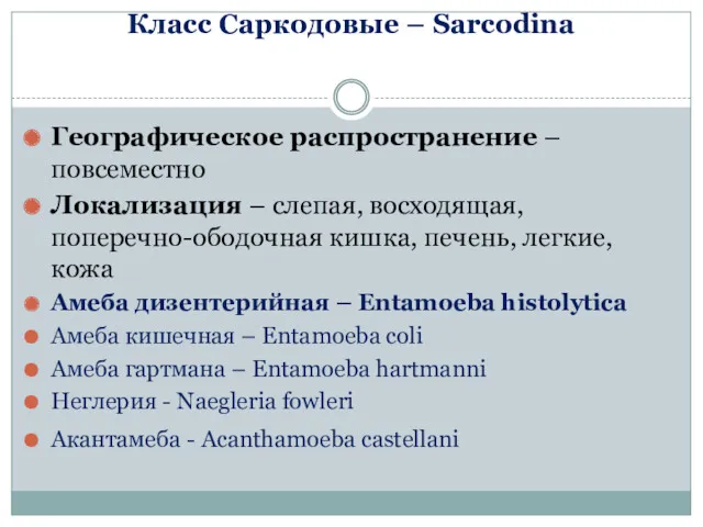 Класс Саркодовые – Sarcodina Географическое распространение – повсеместно Локализация –
