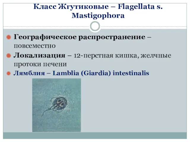 Класс Жгутиковые – Flagellata s. Mastigophora Географическое распространение – повсеместно