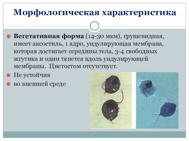 Морфологическая характеристика Вегетативная форма (14-30 мкм), грушевидная, имеет аксостиль, 1