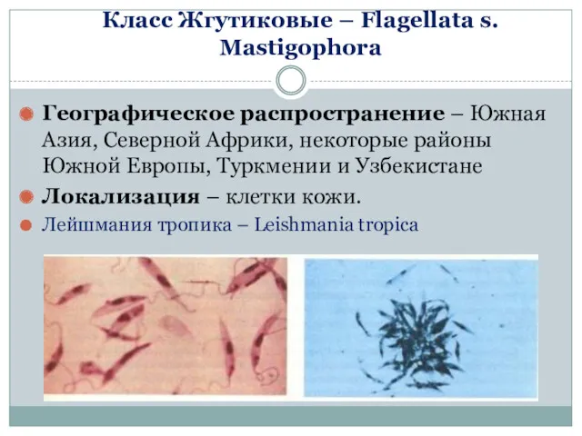 Класс Жгутиковые – Flagellata s. Mastigophora Географическое распространение – Южная