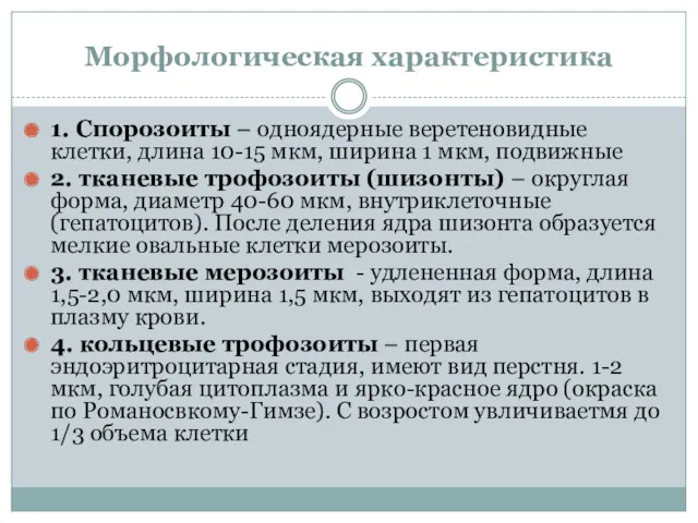 Морфологическая характеристика 1. Спорозоиты – одноядерные веретеновидные клетки, длина 10-15