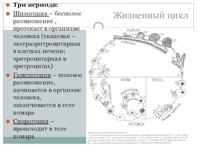 Жизненный цикл Три периода: Шизогония – бесполое размножение , протекает