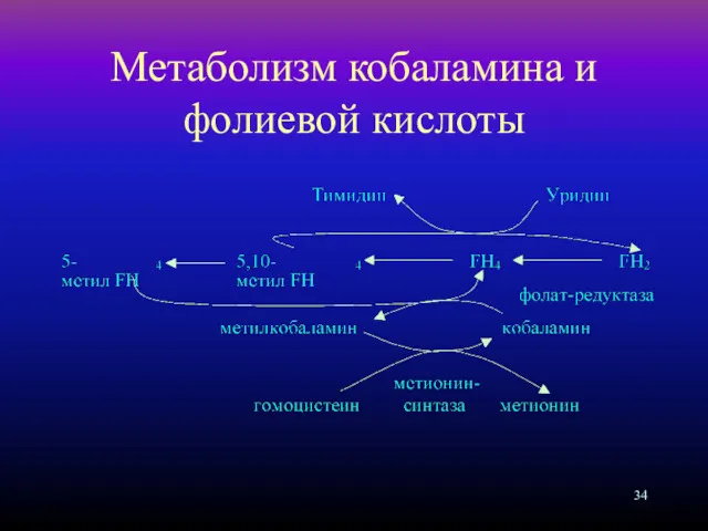 Метаболизм кобаламина и фолиевой кислоты