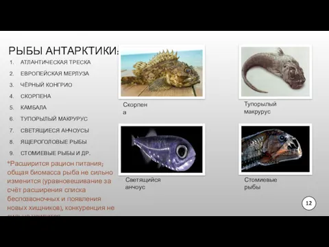 РЫБЫ АНТАРКТИКИ: АТЛАНТИЧЕСКАЯ ТРЕСКА ЕВРОПЕЙСКАЯ МЕРЛУЗА ЧЁРНЫЙ КОНГРИО СКОРПЕНА КАМБАЛА