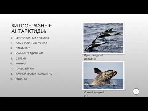 КИТООБРАЗНЫЕ АНТАРКТИДЫ: КРЕСТОВИДНЫЙ ДЕЛЬФИН ОБЫКНОВЕННАЯ ГРИНДА СИНИЙ КИТ ЮЖНЫЙ ГЛАДКИЙ