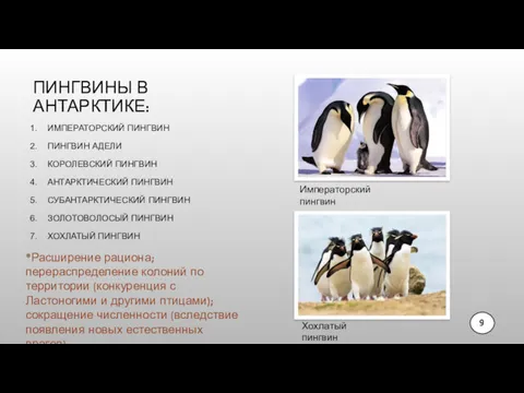 ПИНГВИНЫ В АНТАРКТИКЕ: ИМПЕРАТОРСКИЙ ПИНГВИН ПИНГВИН АДЕЛИ КОРОЛЕВСКИЙ ПИНГВИН АНТАРКТИЧЕСКИЙ