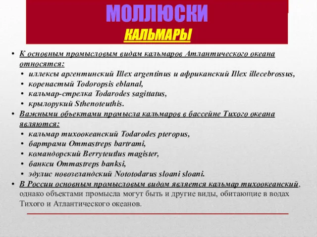 МОЛЛЮСКИ КАЛЬМАРЫ К основным промысловым видам кальмаров Атлантического океана относятся: