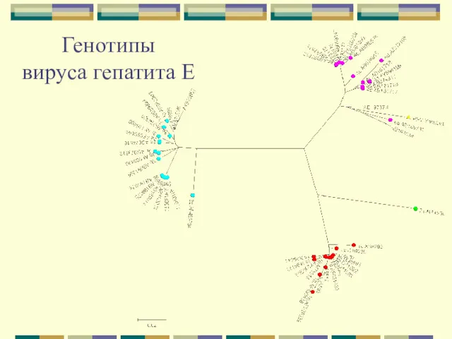 Генотипы вируса гепатита Е