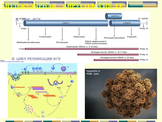 МОЛЕКУЛЯРНАЯ ВИРУСОЛОГИЯ ГЕ А. РНК -ВГЕ В. ЦИКЛ РЕПЛИКАЦИИ ВГЕ
