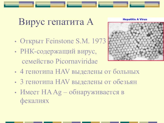 Вирус гепатита А Открыт Feinstone S.M. 1973 РНК-содержащий вирус, семейство