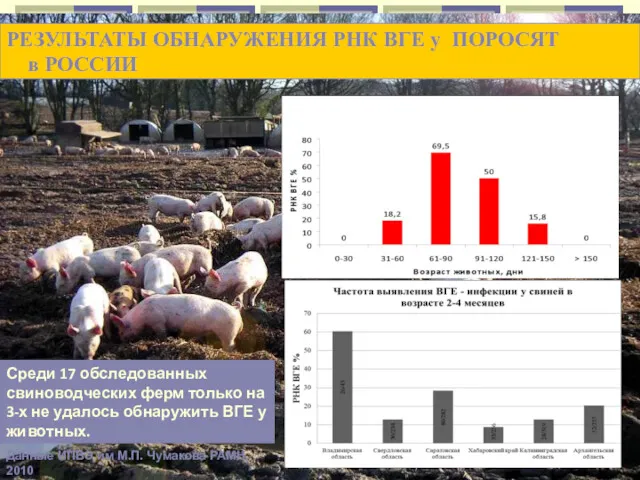 РЕЗУЛЬТАТЫ ОБНАРУЖЕНИЯ РНК ВГЕ у ПОРОСЯТ в РОССИИ Среди 17